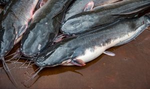 Download Feasibility Study for Catfish Farming in Nigeria