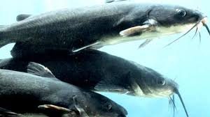 how to start a small scale catfish farming business in nigeria