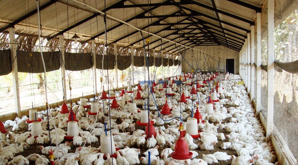 poultry farming business plan for layers