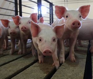 How to Start a Lucrative Pig Farming Business in Nigeria?