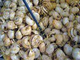 Download Feasibility Study for Snail Farming with Financials