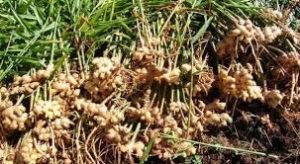 HOW TO START A PROFITABLE GINGER FARMING BUSINESS IN NIGERIA