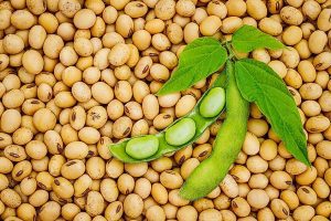 soybean feasibility