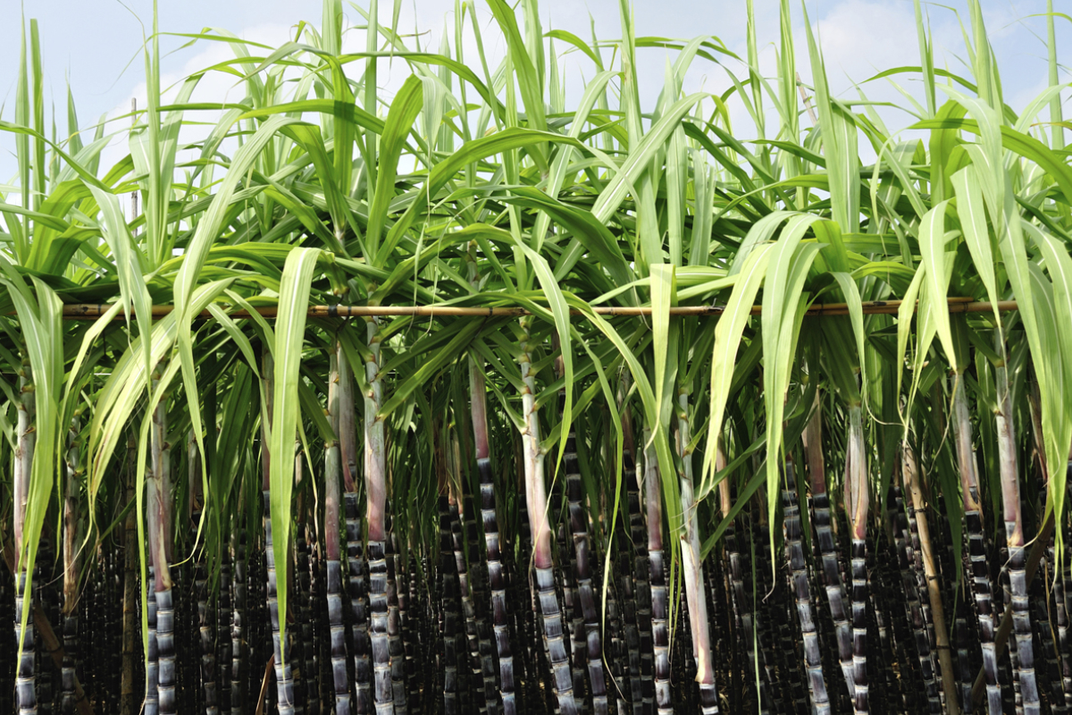 business plan for sugarcane farming