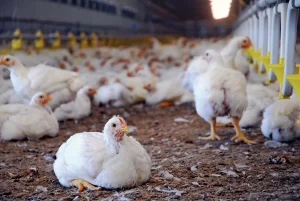  N-Power Poultry Farm Business Plan: How to Apply for N-Power Poultry Farm 