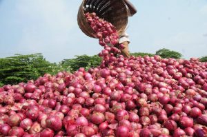 Onion-Farming
