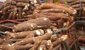 cassava processing feasibility study
