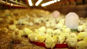 HOW TO START A POULTRY FEED MILL IN NIGER