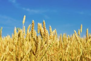 Download Wheat Farming Business Plan