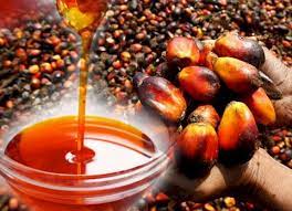 PALM OIL PRODUCTION FEASIBILITY STUDY
