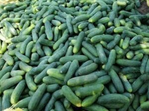 cucumber farming and processing business plan