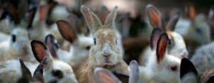 business plan for rabbit farming in nigeria