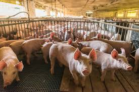 Pig Farming Guide in Nigeria - Cost, Profit, and Management