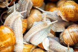 How To Start A Profitable Snail Farming Business In Nigeria